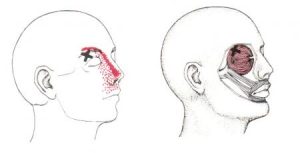 Orbicularis oculi